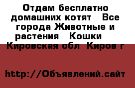 Отдам бесплатно домашних котят - Все города Животные и растения » Кошки   . Кировская обл.,Киров г.